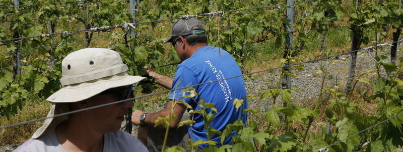 Erlesen im Weinberg