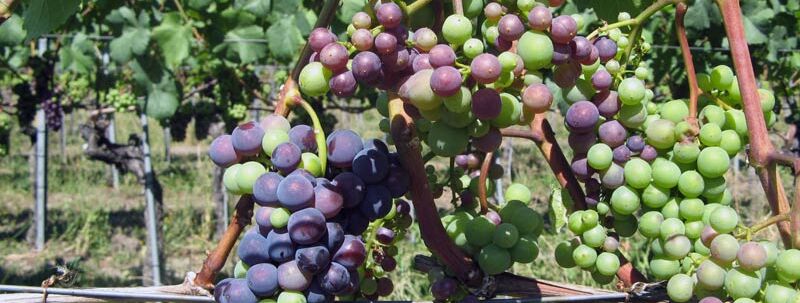 Erlesen im Weinberg