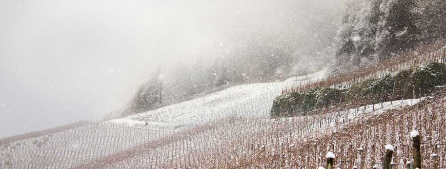 Rebberge im Winter