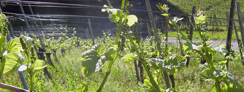 Frost in den Reben