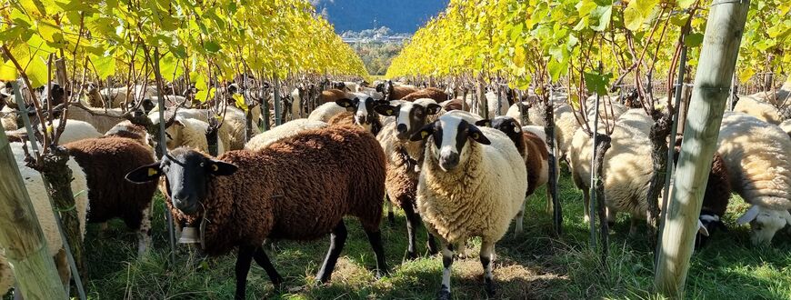Schafe in den Rebbergen