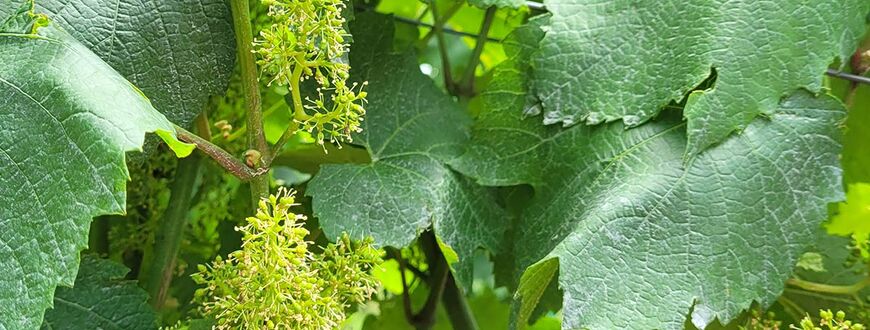 Wein-Reben blühen